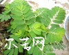 中药大全